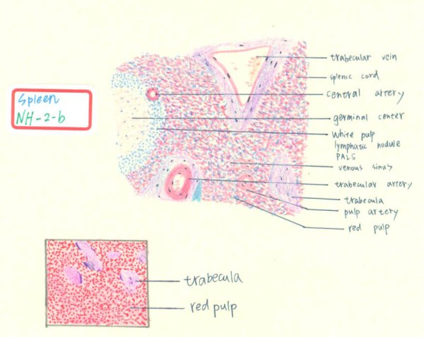 Тимус гистология препарат