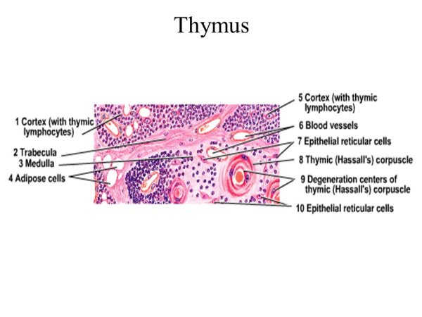 Вилочковая железа гистология препарат