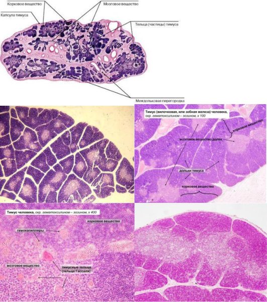 Вилочковая железа гистология