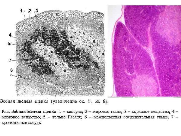 Тимус ребенка гистология препарат