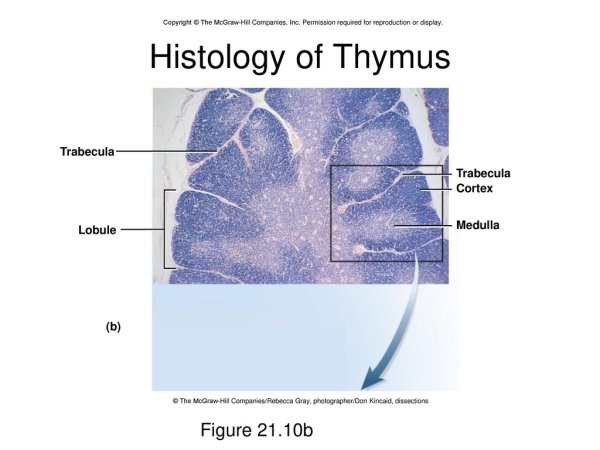 Вилочковая железа тельца Гассаля