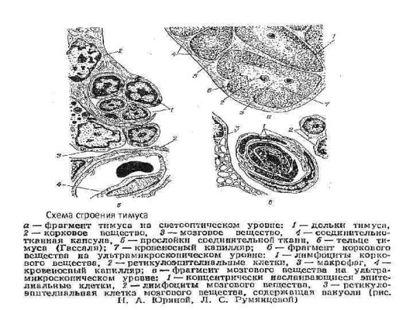 Тимус гистология препарат