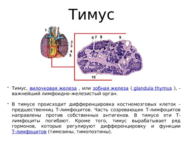 Тимус схема гистология