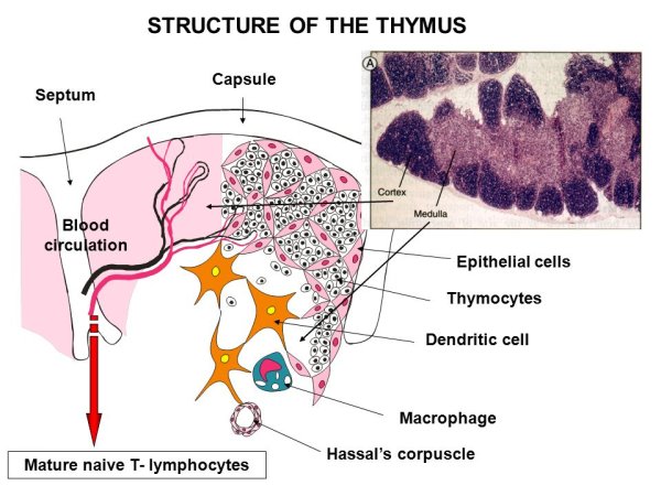 Структуры мозгового вещества тимуса