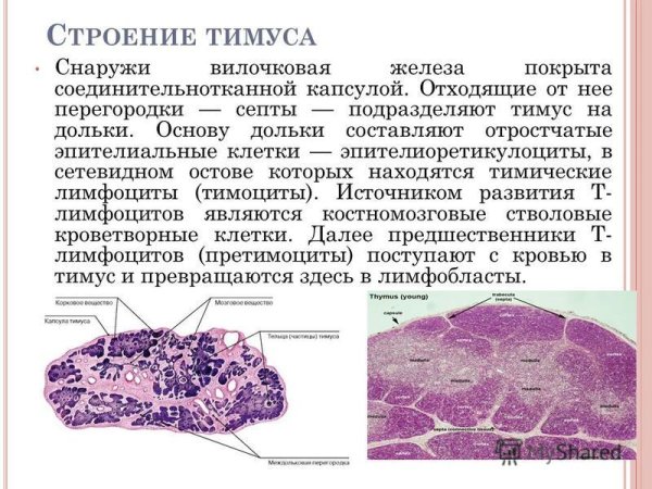 Эпителиоретикулоциты тимуса гистология