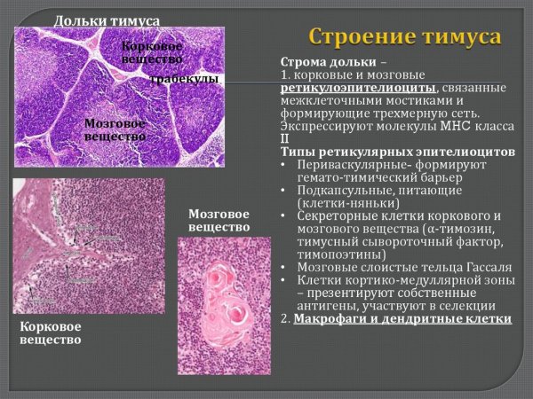 Схематическое строение тимуса