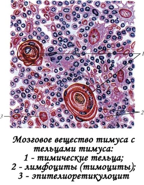 Лимфатический узел гистология препарат рисунок