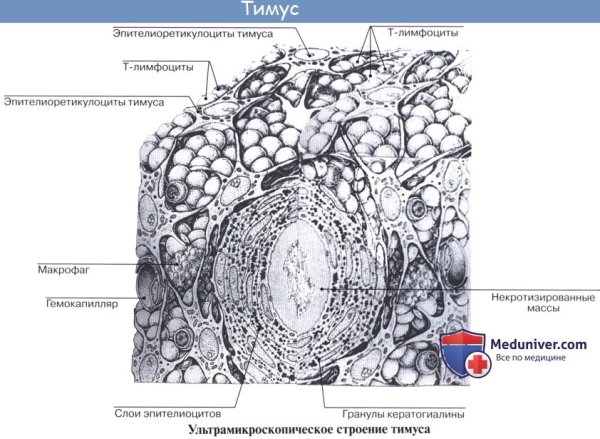 Тимус гистология препарат микроскоп