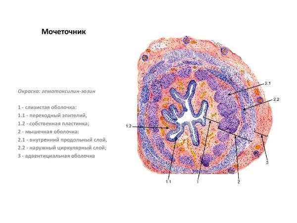 Поперечный срез мочеточника гистология