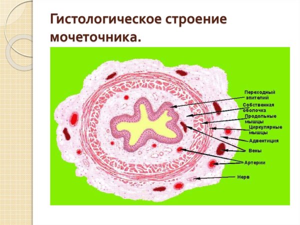 Стенка мочеточника гистология