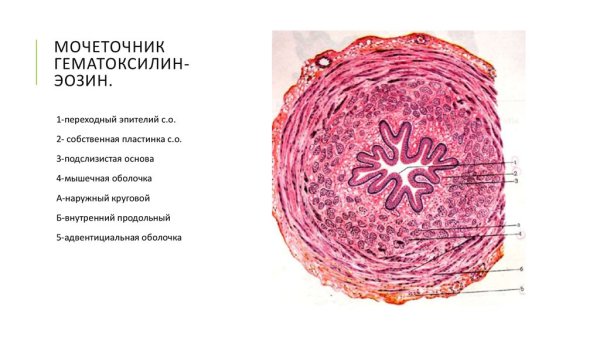 Мочеточник гистология препарат