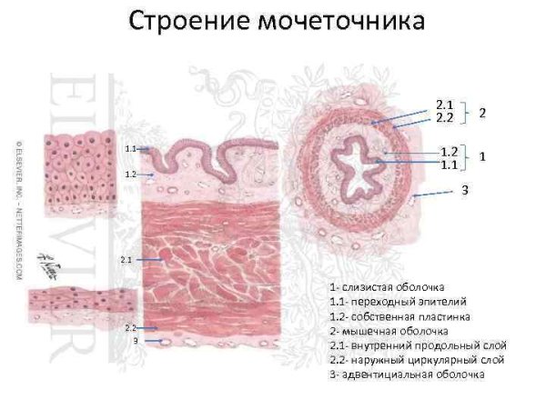 Эпителий мочеточника гистология