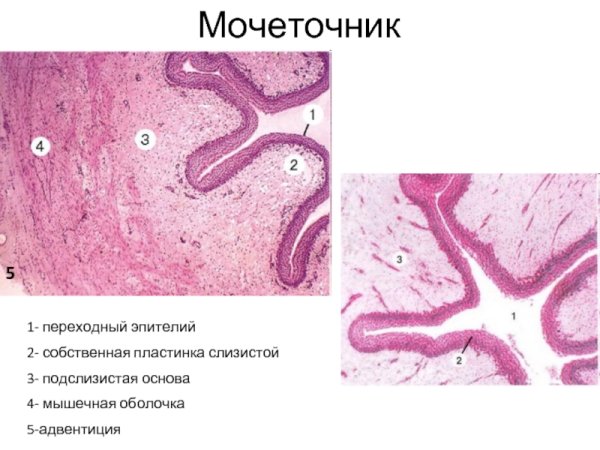 Эпителий мочеточника гистология