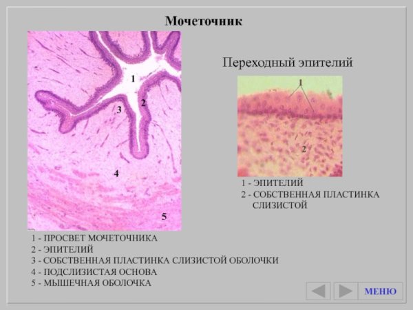 Эпителий мочеточника гистология препарат