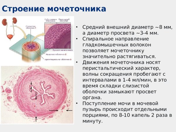 Срез мочеточника гистология