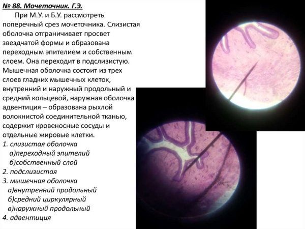 Срез мочеточника гистология
