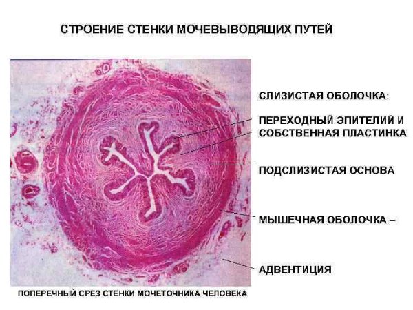 Мочеточник гистология препарат