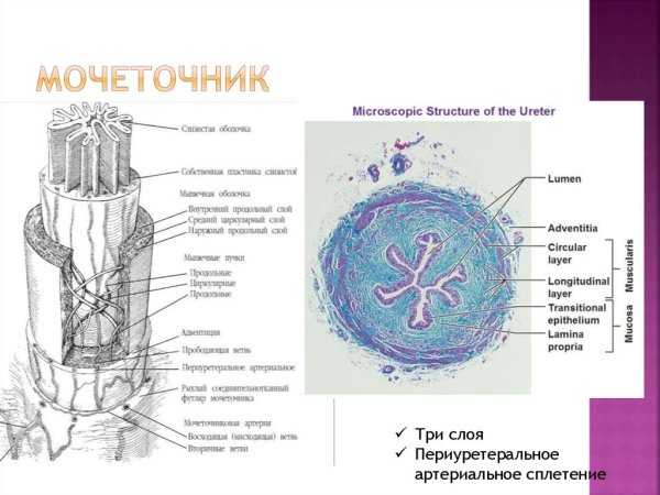 Слои мочеточника