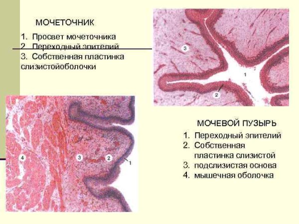 Эпителий мочеточника гистология