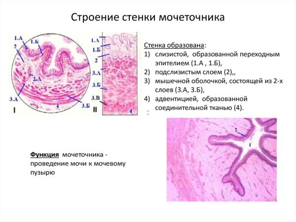 Строение слизистой оболочки мочеточника