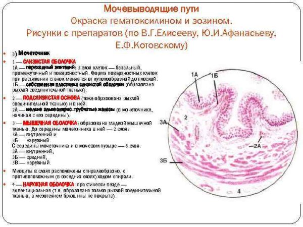 Препарат мочеточник окраска гематоксилин эозин
