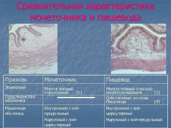 Строение стенки мочеточника анатомия