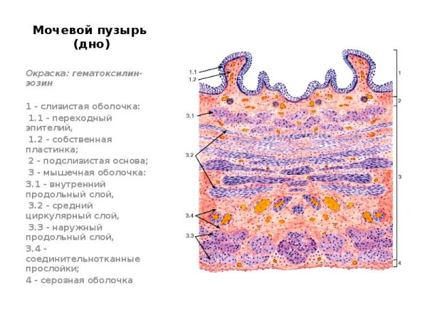 Строение мочеточника гистология