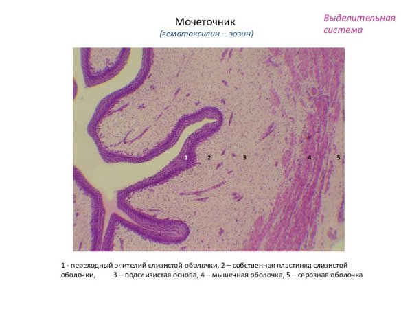 Строение мочевого пузыря гистология препарат