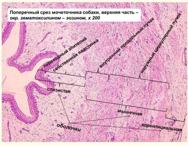 Гистологический препарат стенки мочевого пузыря