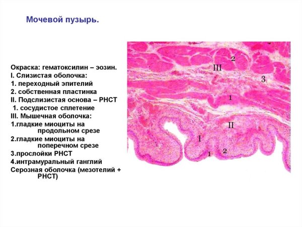 Срез мочеточника гистология
