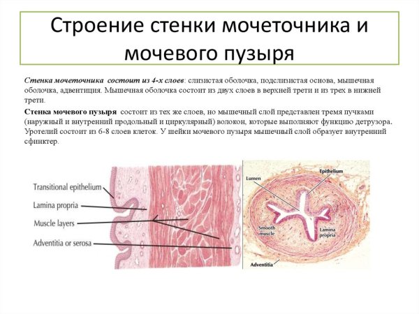 Слои стенки мочеточника (оболочки)
