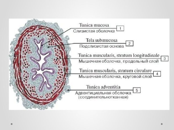 Стенка мочевого пузыря гистология