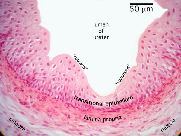 Анатомия мочевыделительной системы строение почки