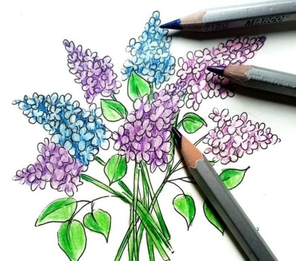 Сирень маркерами