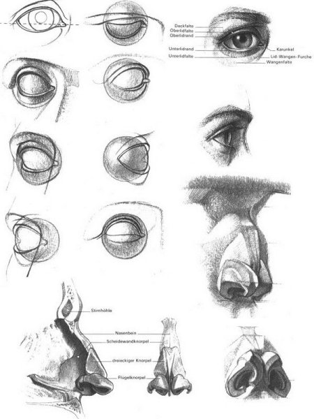 Анатомия глаз для рисования