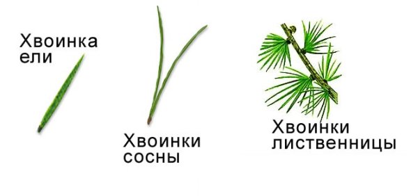 Хвоинка лиственницы строение
