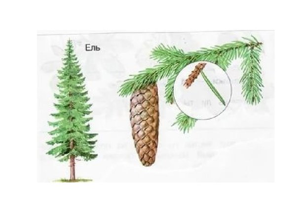Сосна и ель шишки и хвоинки