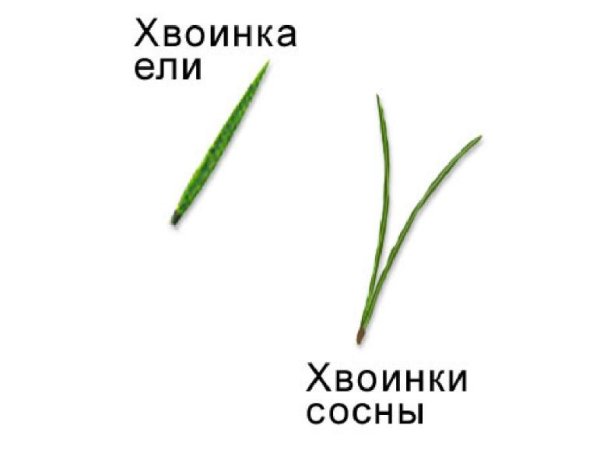 Хвоинки ели и сосны
