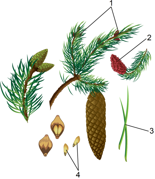 Ветка и Хвоинка сосна обыкновенная