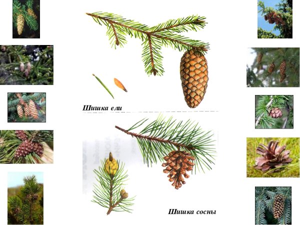 Хвоинки ели пихты сосны кедровой сосны и лиственницы