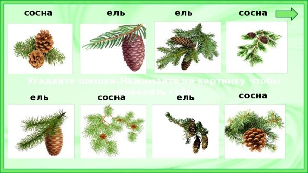 Хвоинки ели обыкновенной