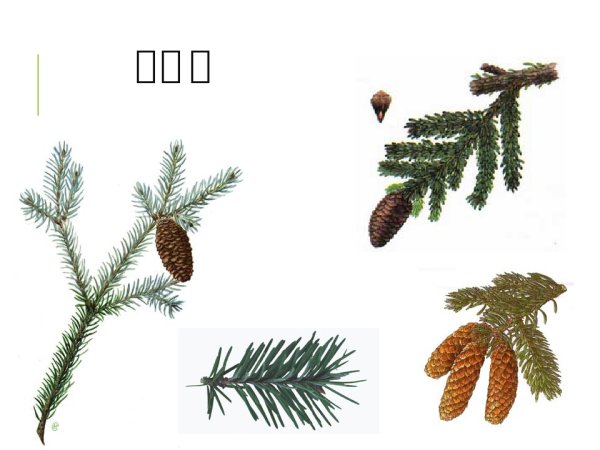 Строение хвои голосеменных