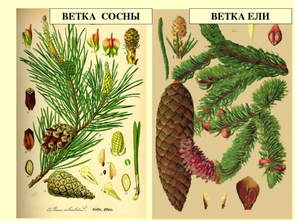 Хвоинки дерева ель обыкновенная