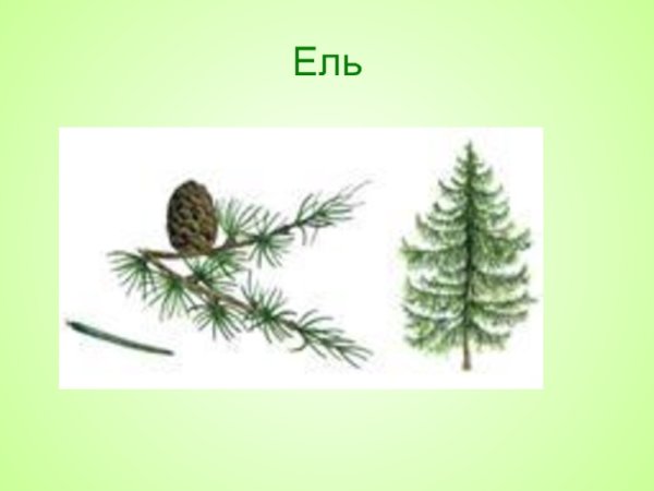 Хвоинки сосны обыкновенной