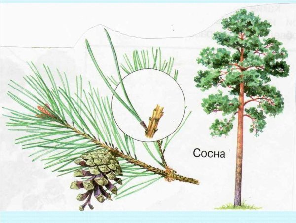Сосна шишки и хвоинки