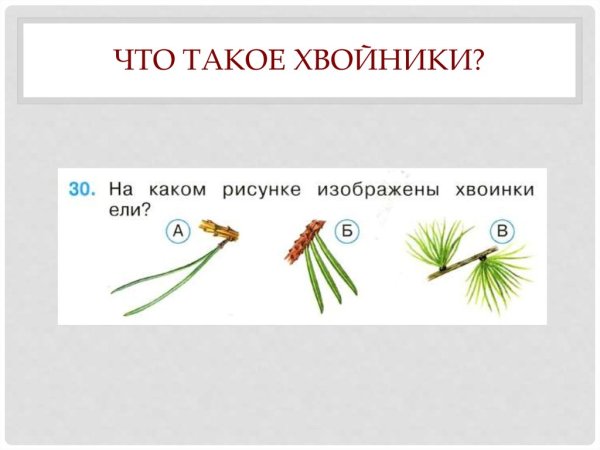 Шишки и хвоинки ели и сосны