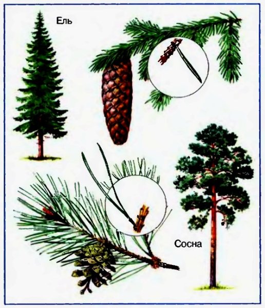 Сосна обыкновенная шишки и хвоинки