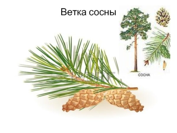 Расположение хвоинок у пихты