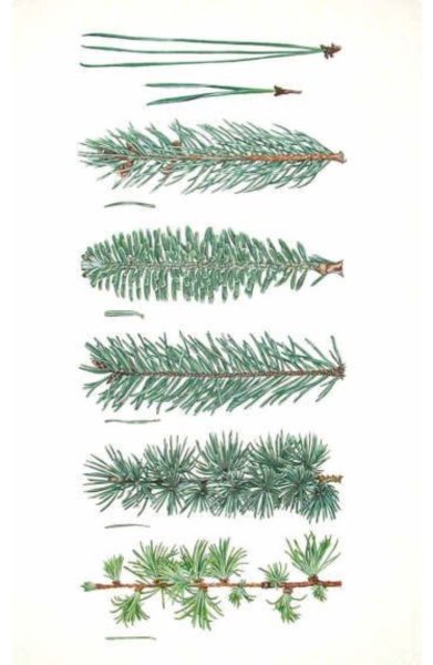 Ель сосна пихта лиственница