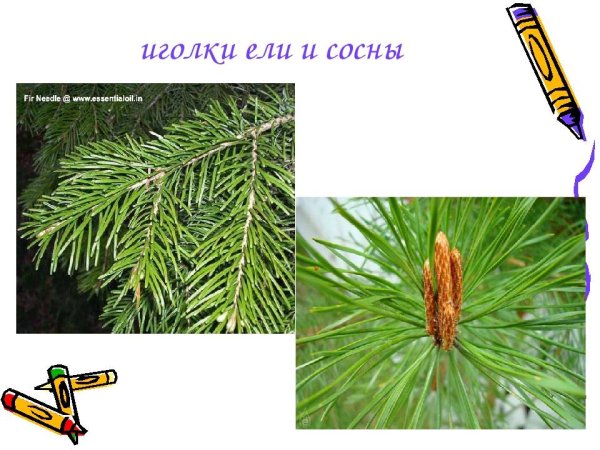 Хвоинки сосна и ель